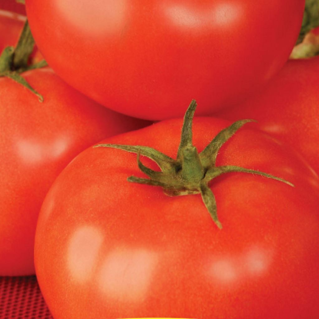 TOMATE ROUGE BETTER BOY 12 CM